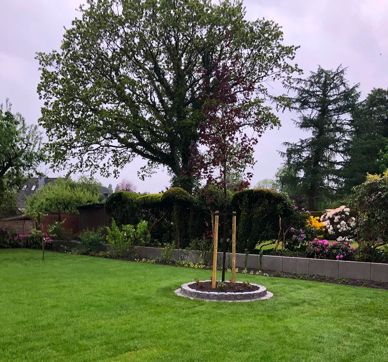 Gepflegter Garten mit jungem Baum in der Rasenmitte, Hecken und Sträuchern im Hintergrund