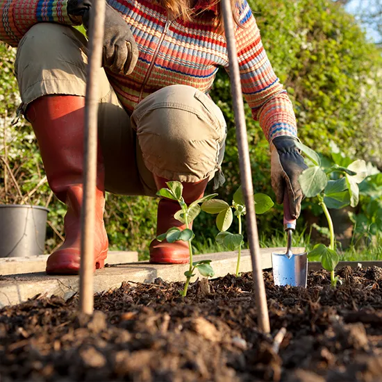 Gartenarbeit im Februar